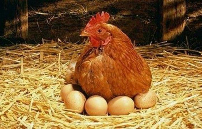 بورصة
      الدواجن..
      أسعار
      الفراخ
      البيضاء
      اليوم
      الأربعاء
      11
      ديسمبر
      2024 - بوابة المساء الاخباري