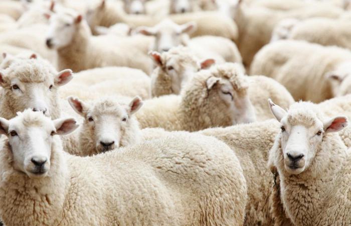 لـ عيد الأضحى .. تعرف على شروط صحة الأضحية والعيوب المانعة قبولها .. بوابة المساء الاخباري