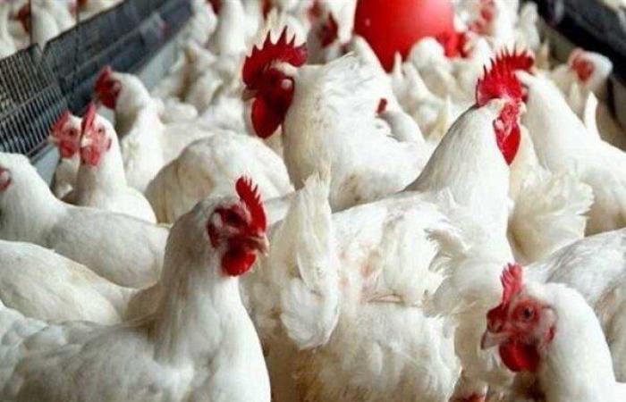 أسعار
      الفراخ
      والبيض
      اليوم
      في
      منافذ
      وزارة
      التموين - بوابة المساء الاخباري