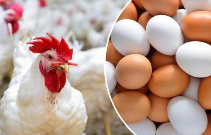 أسعار
      الفراخ
      والبيض
      اليوم
      في
      منافذ
      وزارة
      التموين - بوابة المساء الاخباري