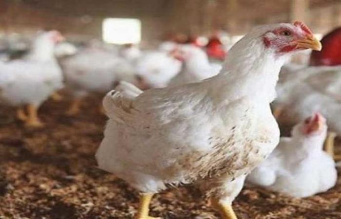 لا نية للارتفاع.. استقرار واضح في أسعار الفراخ والبيض اليوم الجمعة .. بوابة المساء الاخباري