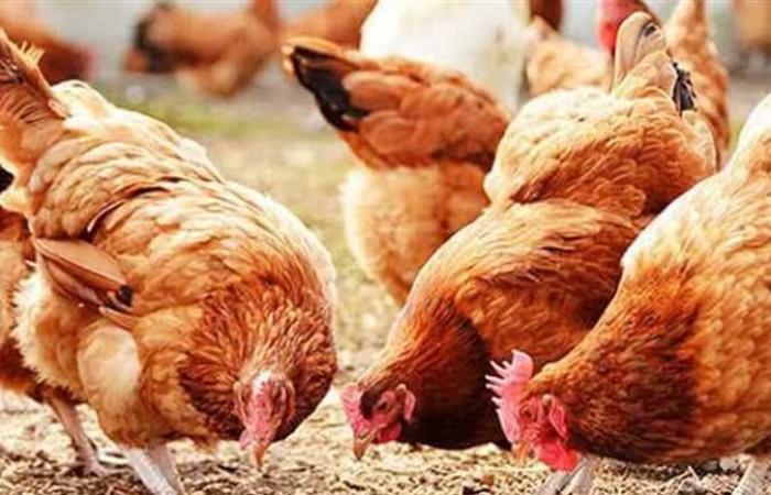 لا نية للارتفاع.. استقرار واضح في أسعار الفراخ والبيض اليوم الجمعة .. بوابة المساء الاخباري