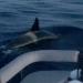 الفجر سبورت .. العالم
      اليوم
      -
      "الحيتان
      القاتلة"
      تغرق
      يختا
      في
      مضيق
      جبل
      طارق